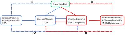 Causal relationship between intervertebral disc degeneration and osteoporosis: a bidirectional two-sample Mendelian randomization study